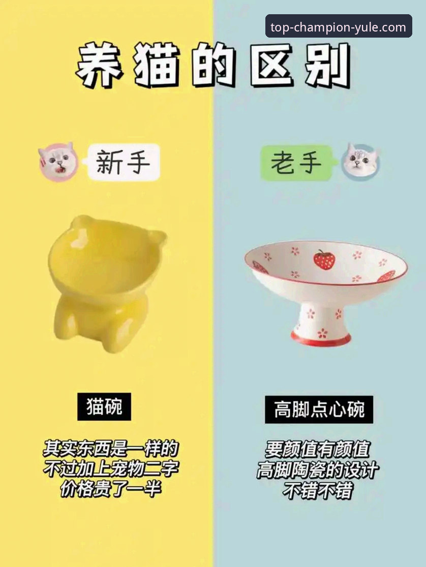 冠军娱乐平台注册评测：从新人到老手的完整使用教程